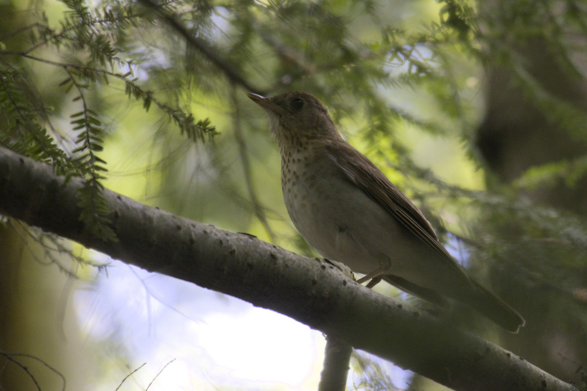 Veery - ML619971056