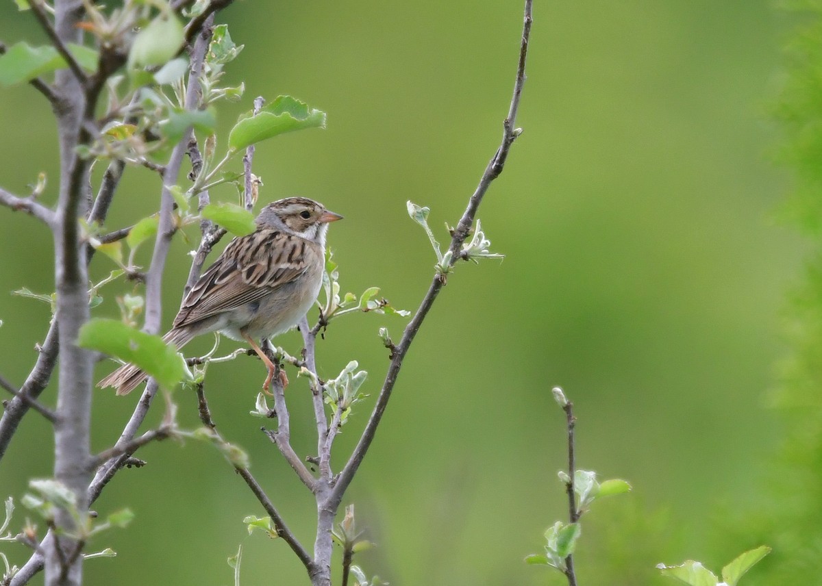 Clay-colored Sparrow - ML619971070