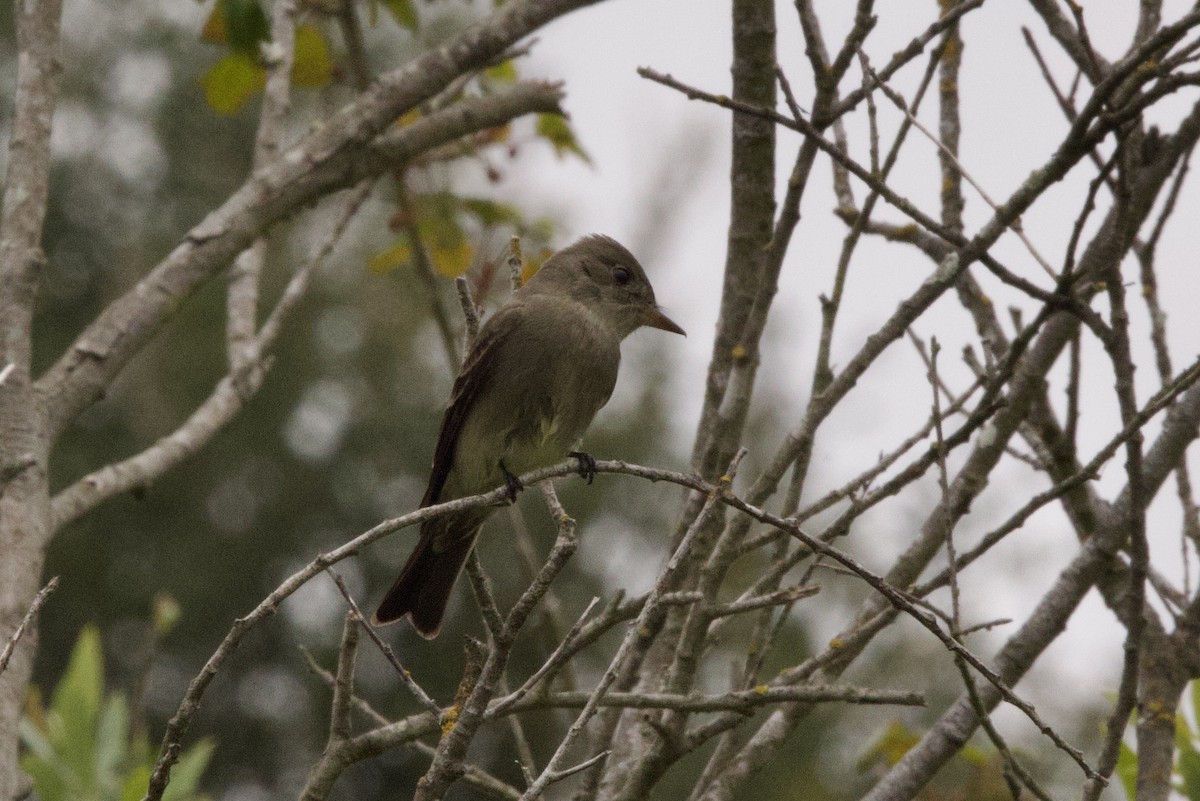 Western Wood-Pewee - ML619971080