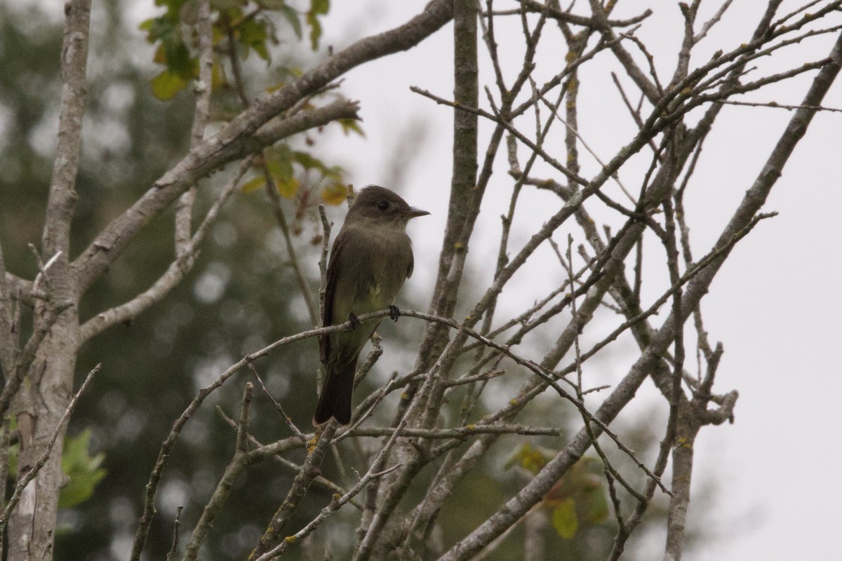 Western Wood-Pewee - ML619971083