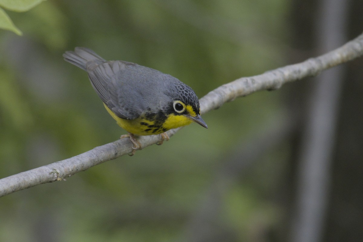 Canada Warbler - ML619971104