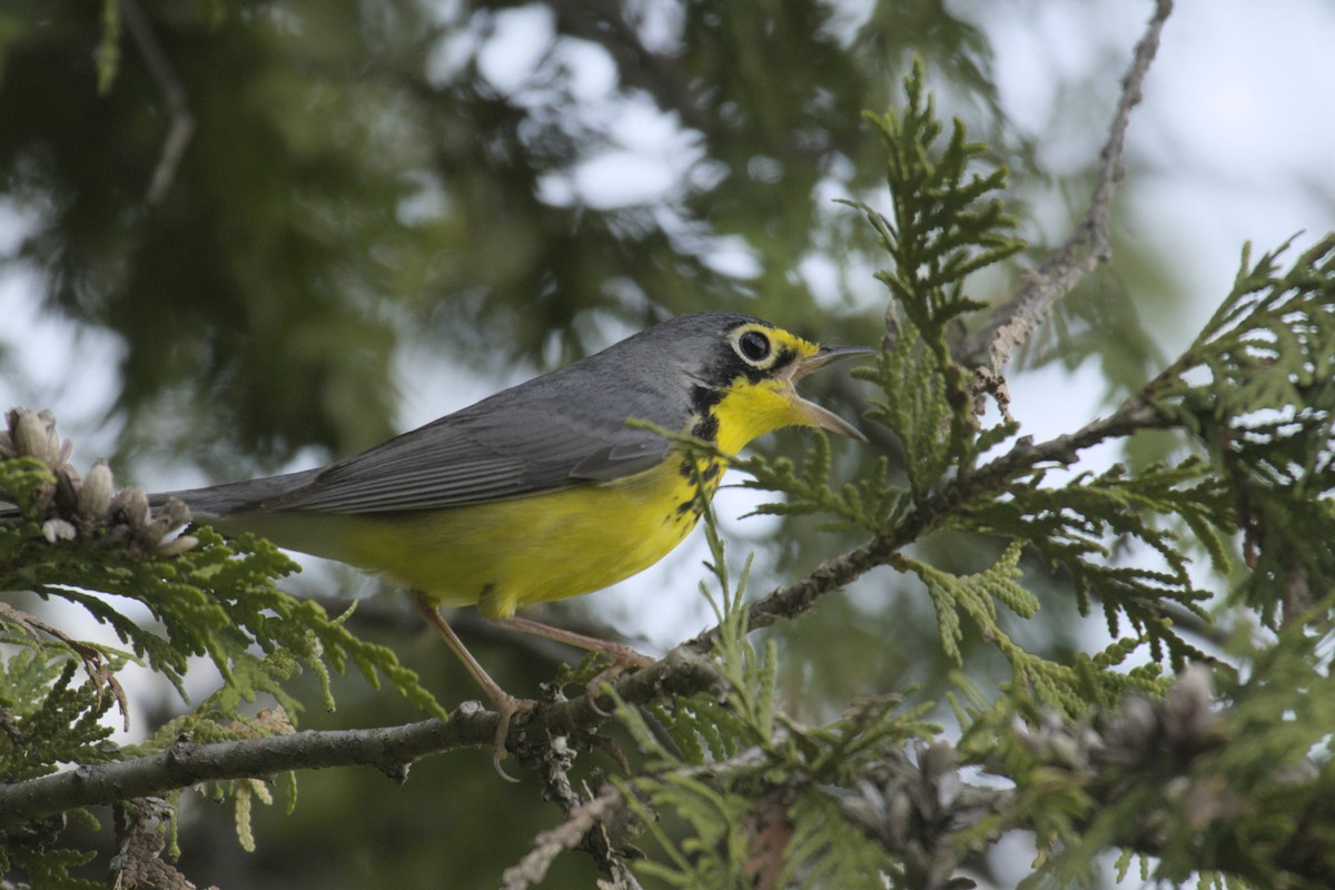 Canada Warbler - Michael Drevininkas