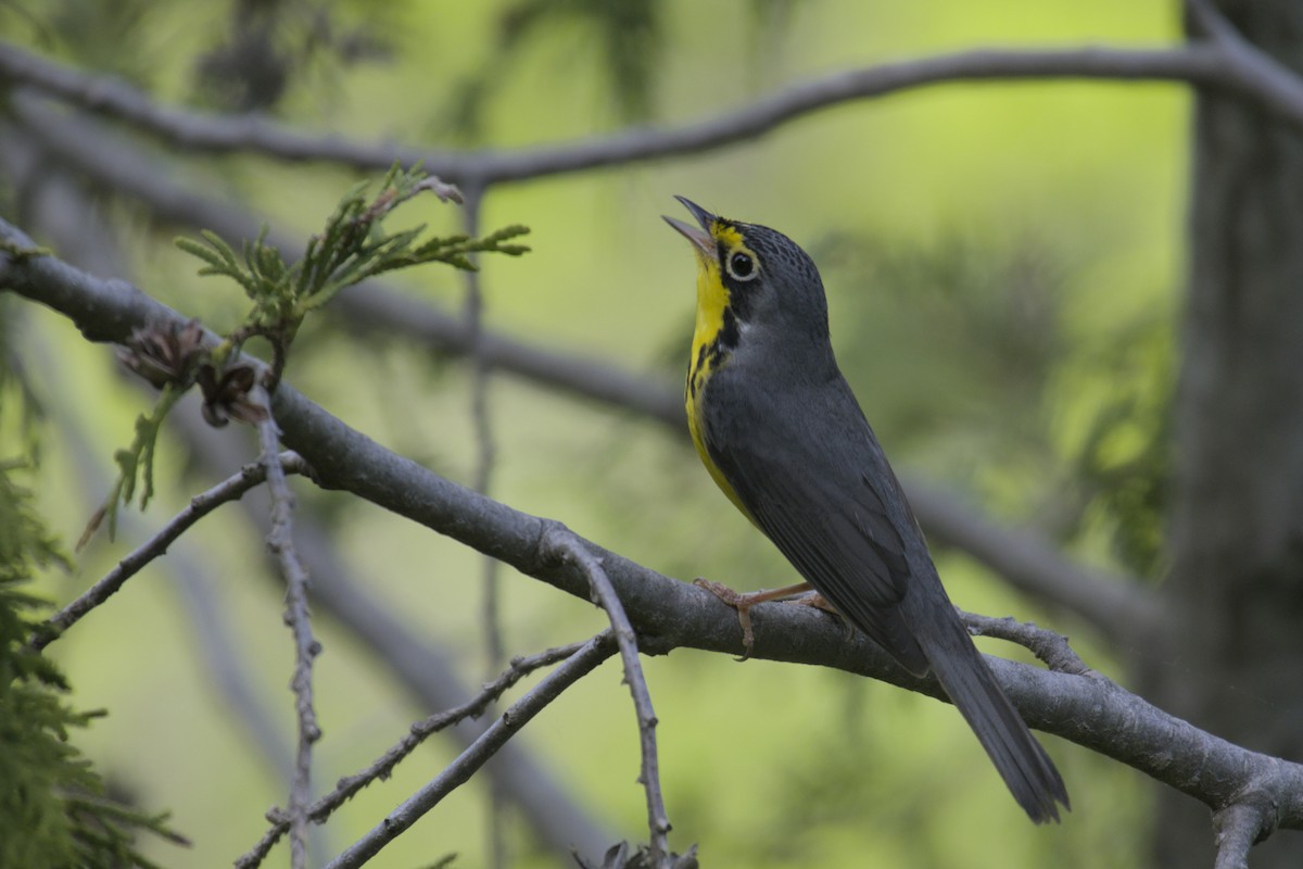 Canada Warbler - ML619971108