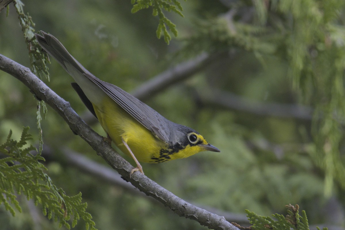 Canada Warbler - ML619971109