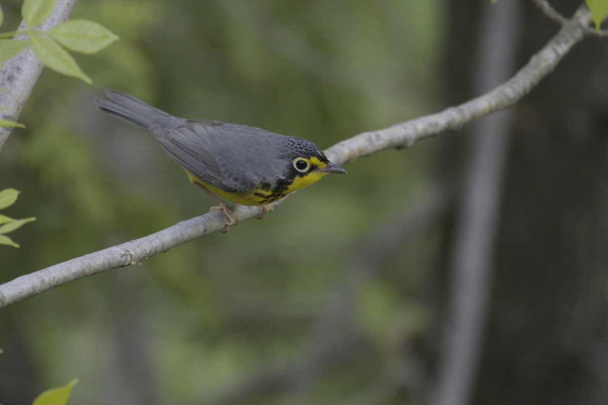 Canada Warbler - ML619971115