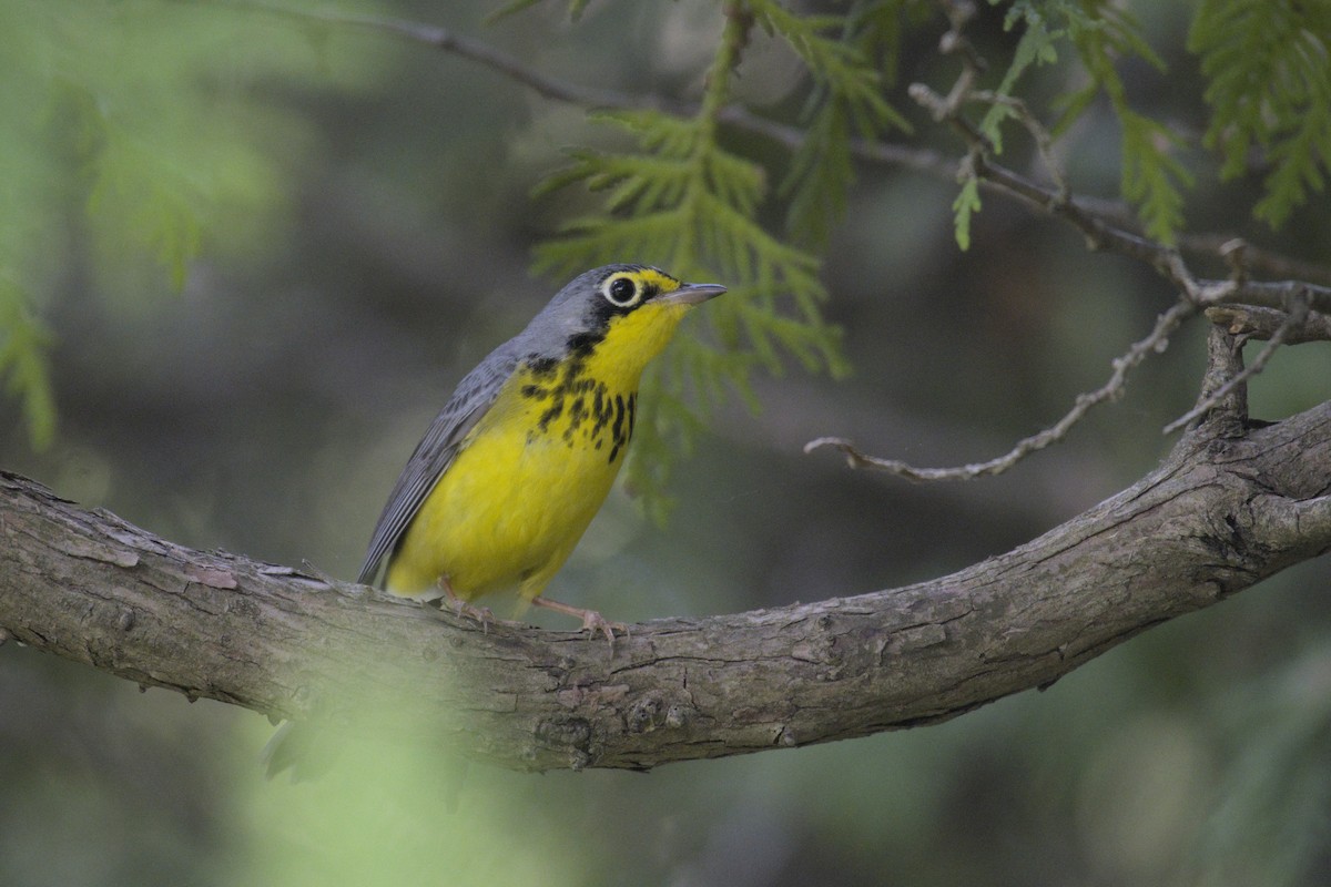 Canada Warbler - ML619971120