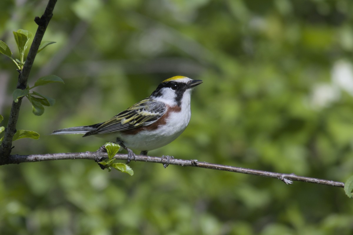 Chestnut-sided Warbler - ML619971127