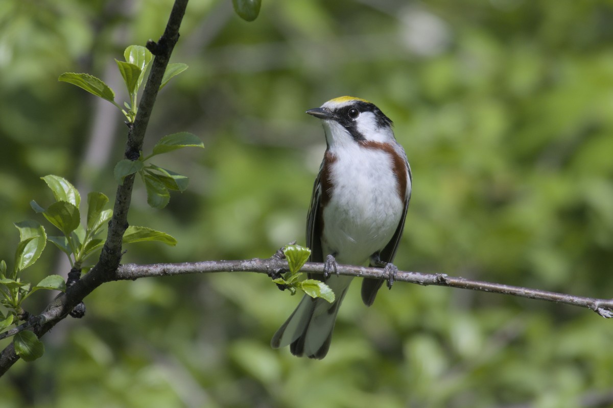 Chestnut-sided Warbler - ML619971129