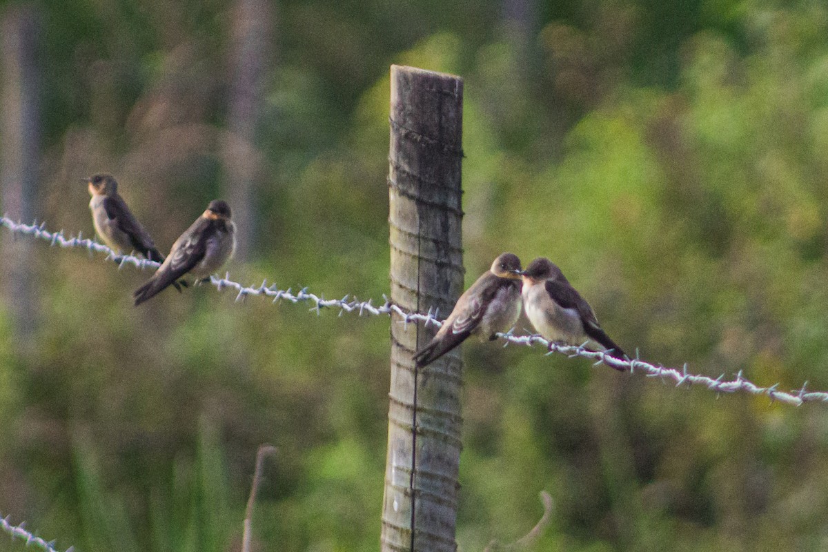 Southern Rough-winged Swallow - ML619971140