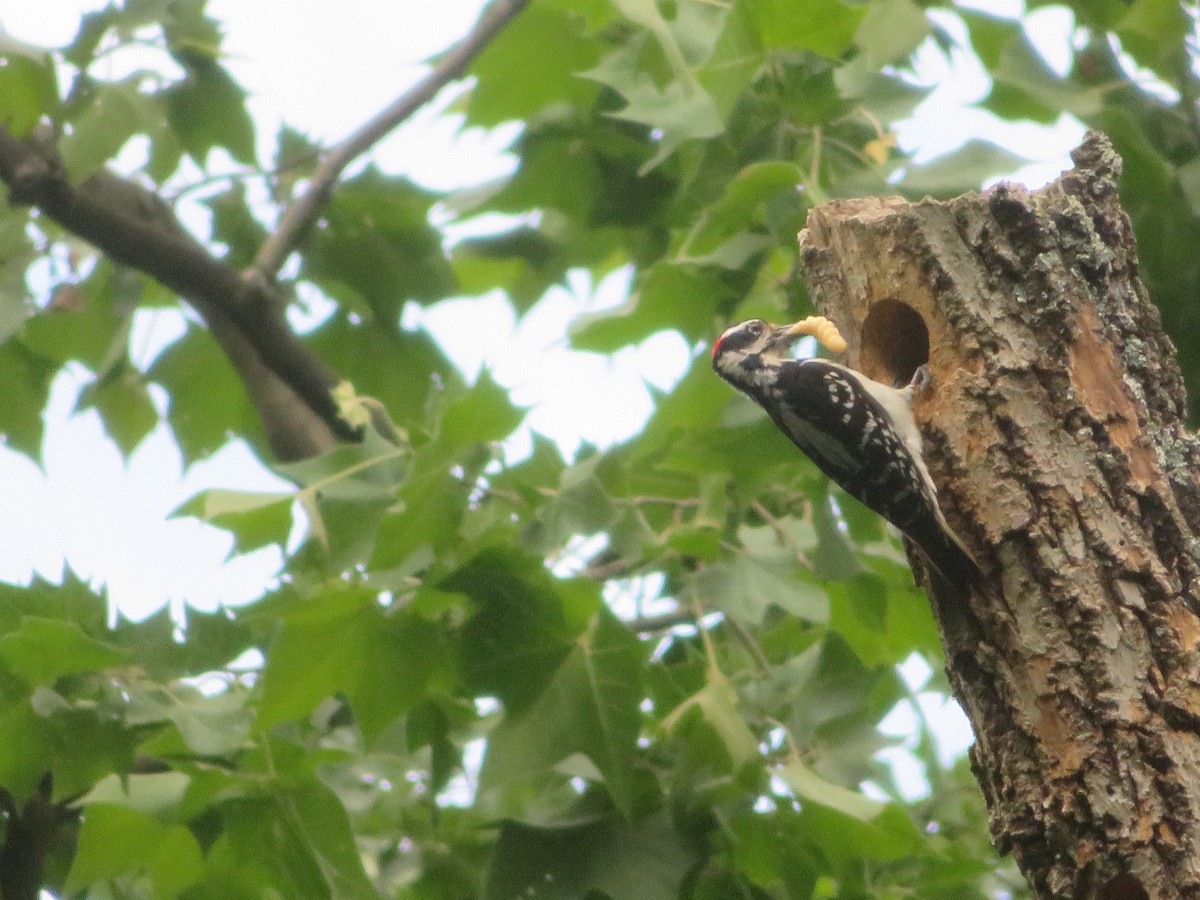 Hairy Woodpecker - ML619971142