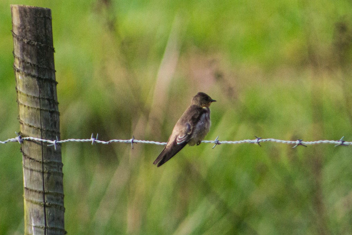 Southern Rough-winged Swallow - ML619971143