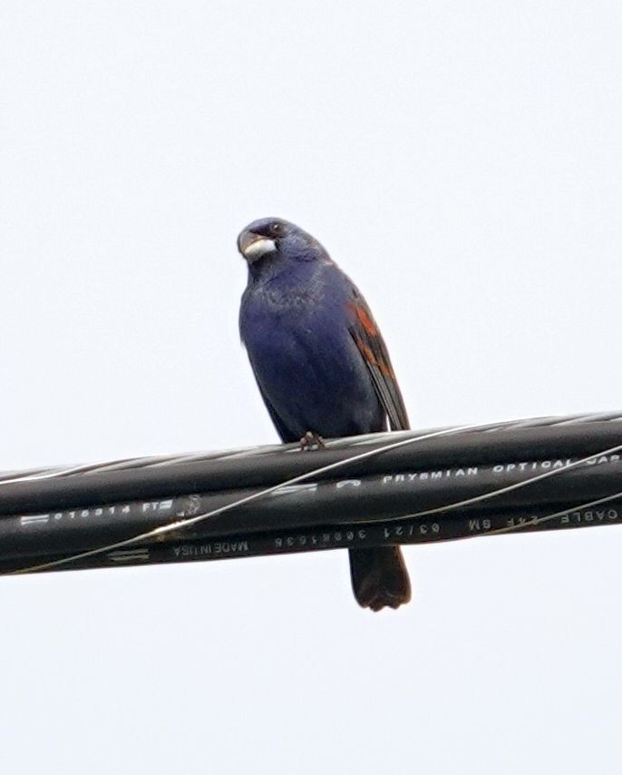 Blue Grosbeak - ML619971158