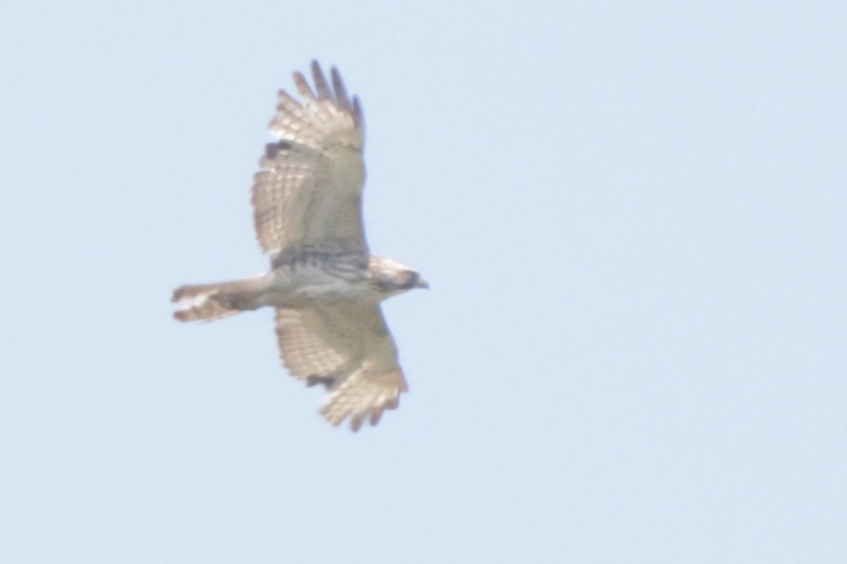Red-tailed Hawk - ML619971168