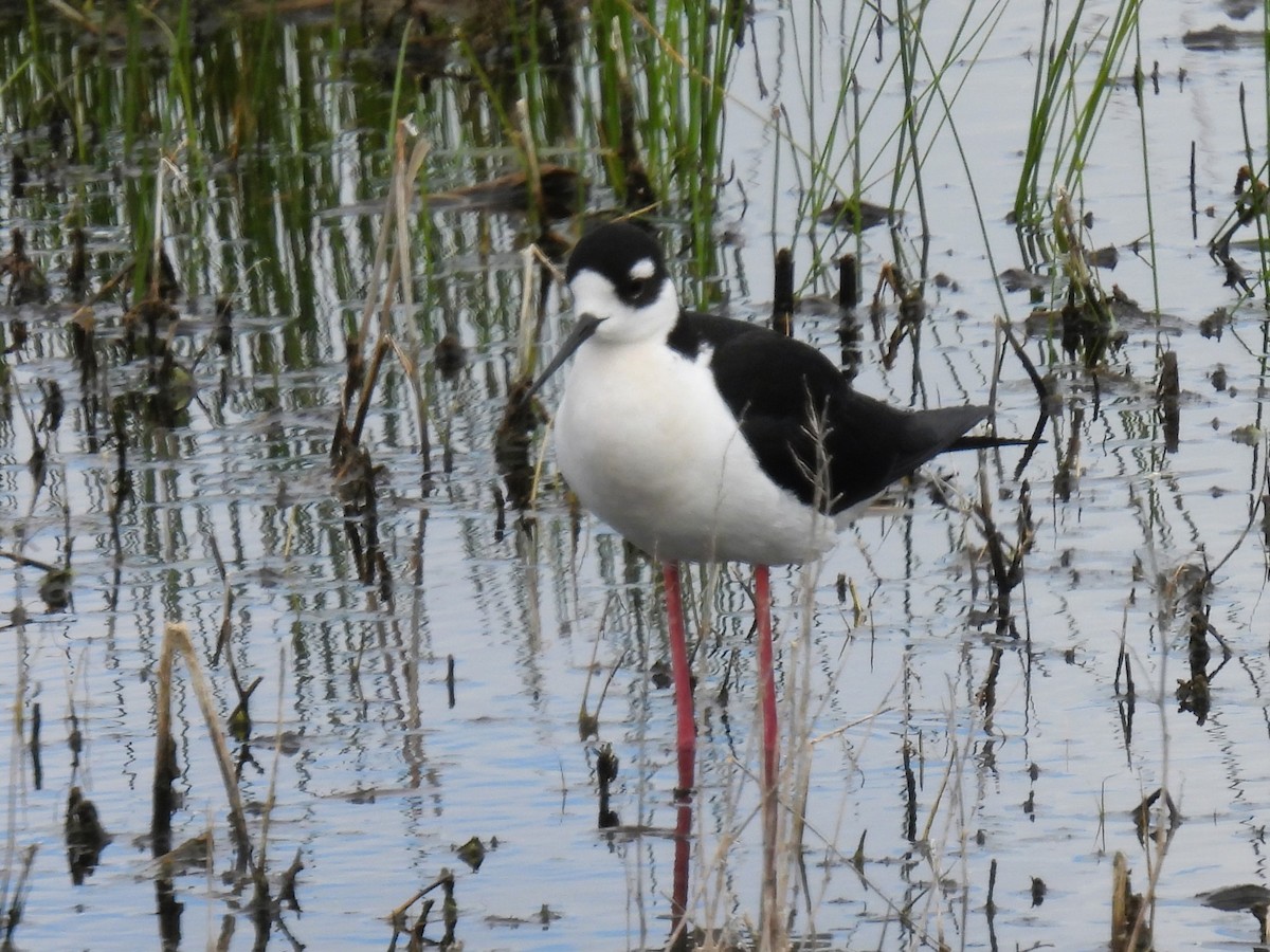 Black-necked Stilt - ML619971190