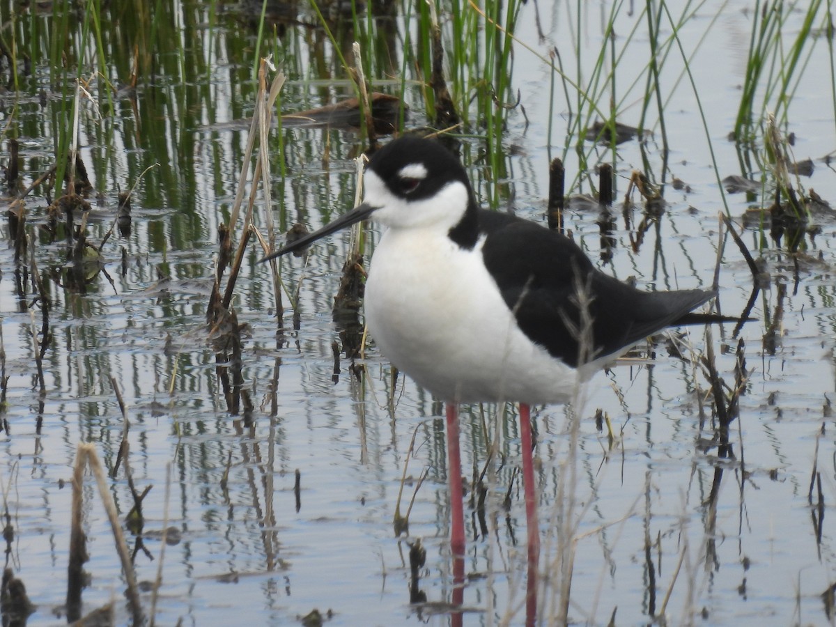 Black-necked Stilt - Pam Hawkes