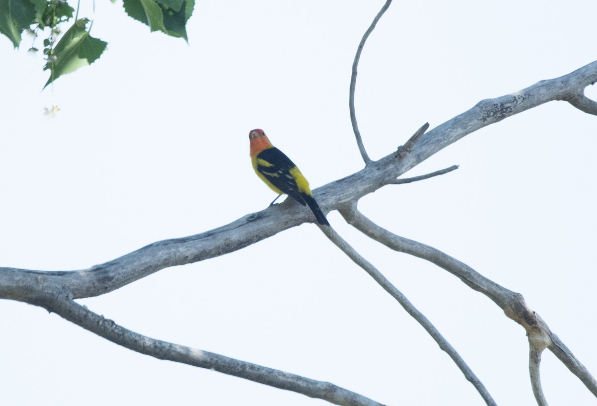 Western Tanager - ML619971227