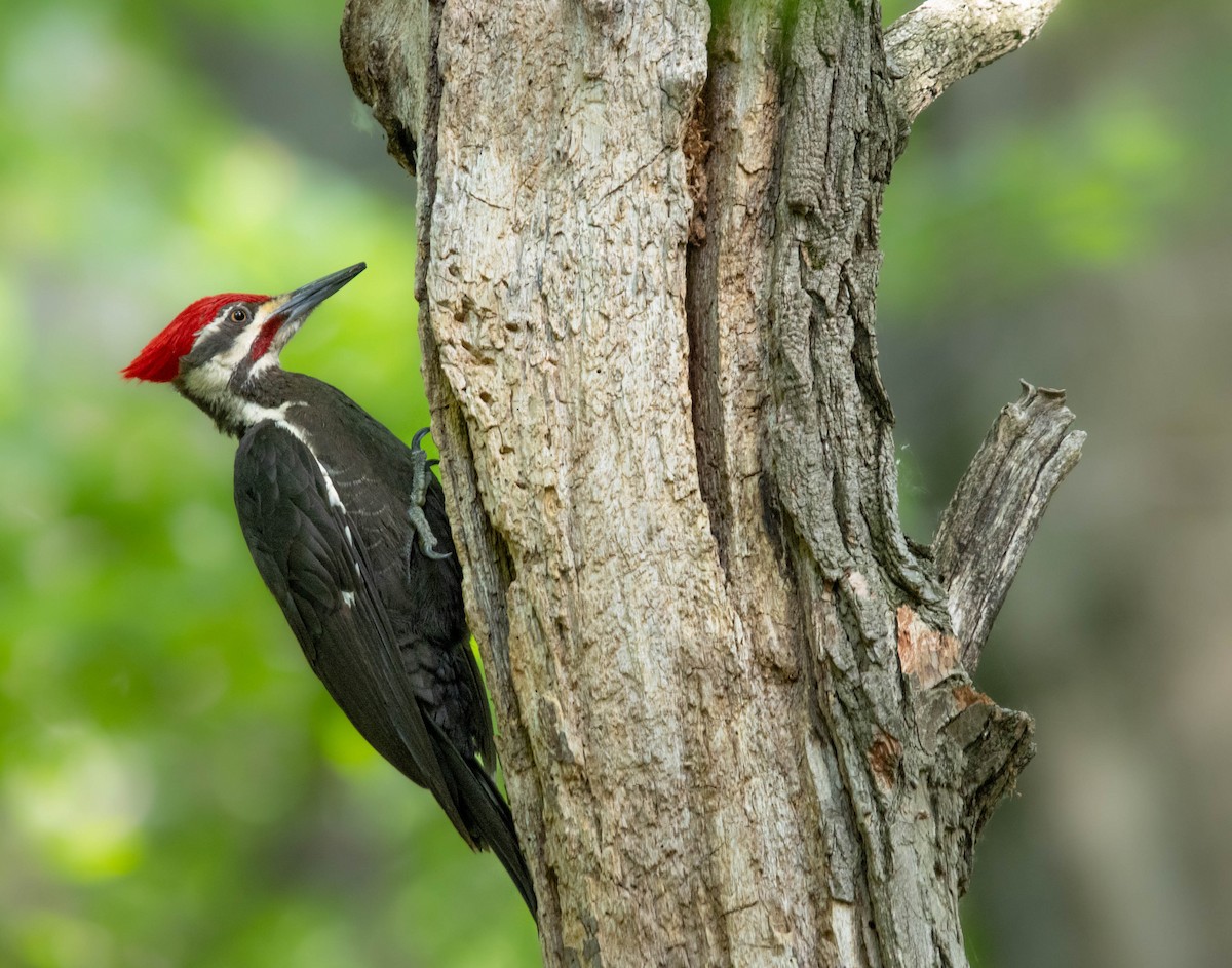 Pileated Woodpecker - ML619971238