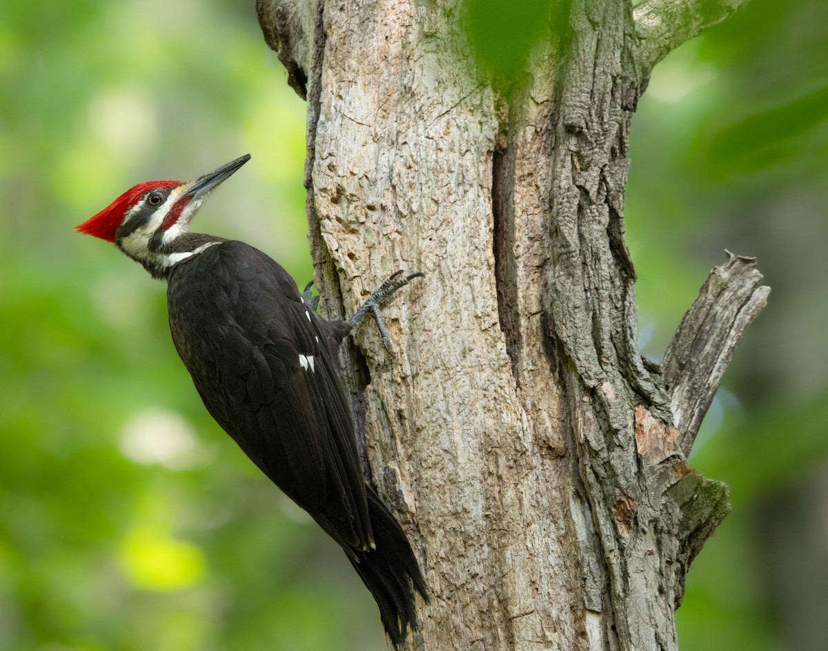 Pileated Woodpecker - ML619971239