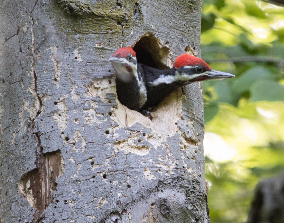 Pileated Woodpecker - ML619971240