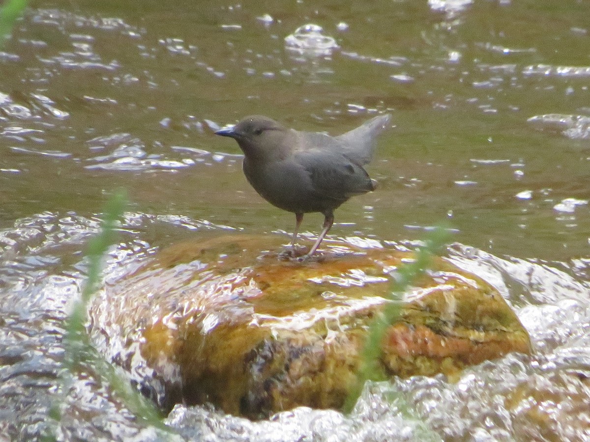 American Dipper - ML619971255