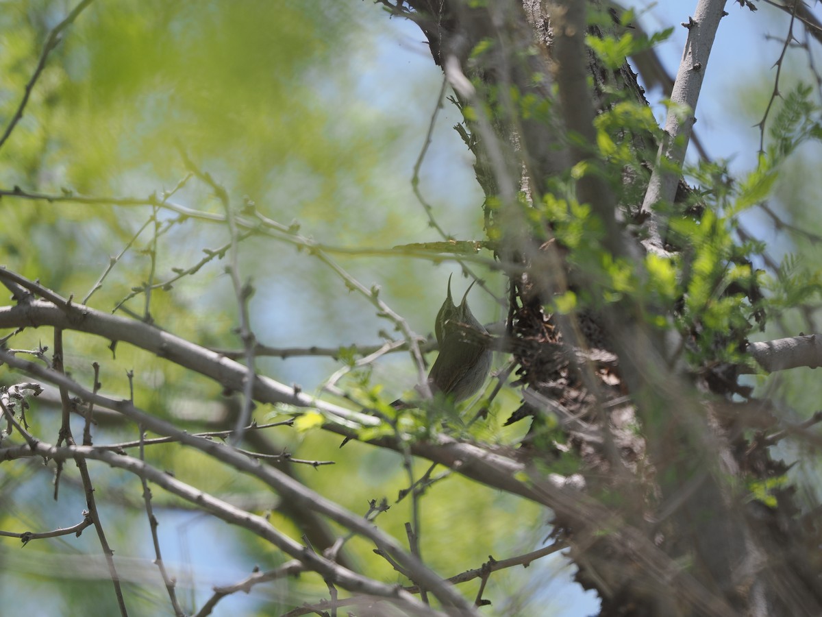 Bewick's Wren - ML619971274