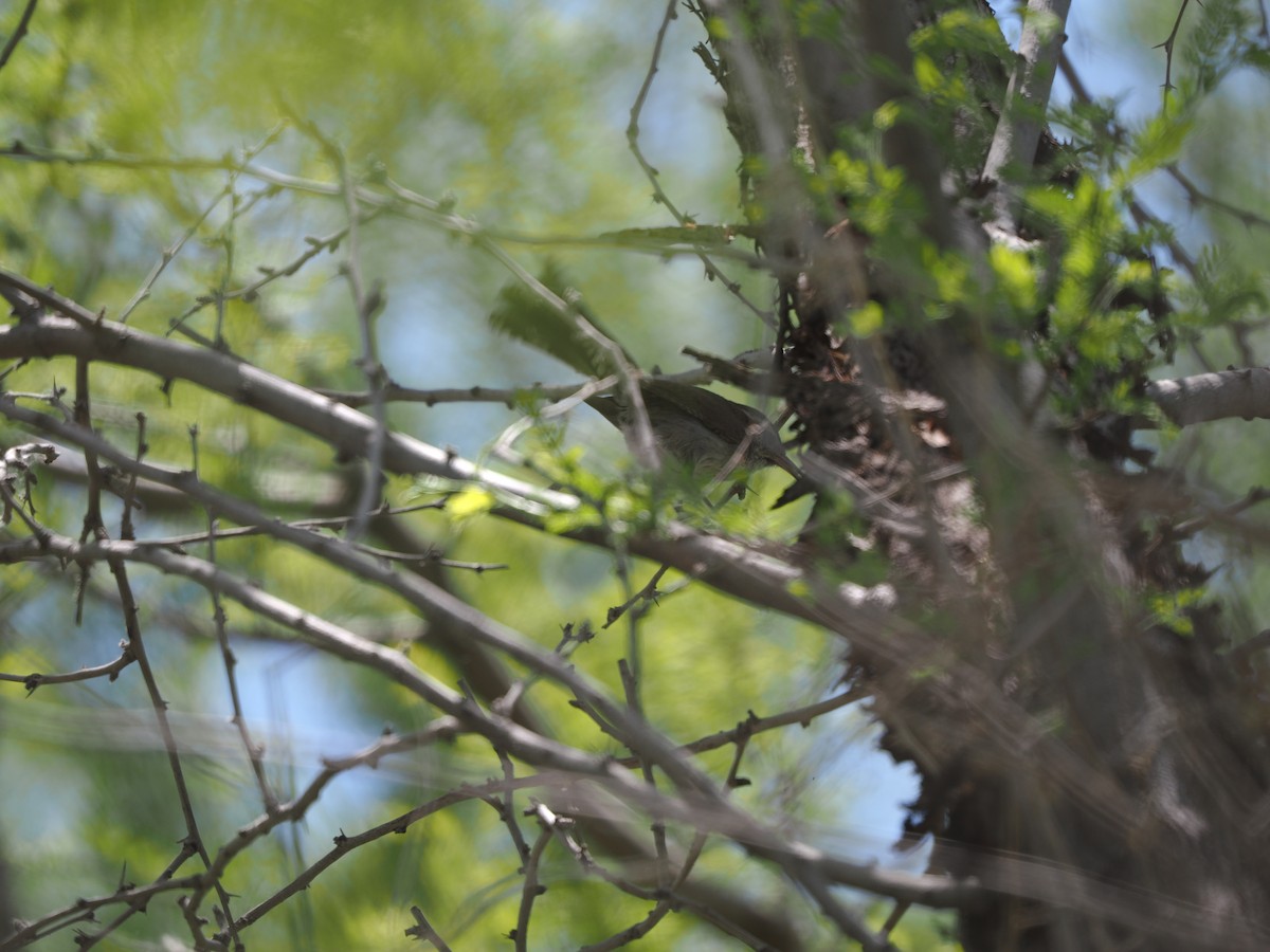 Bewick's Wren - ML619971279