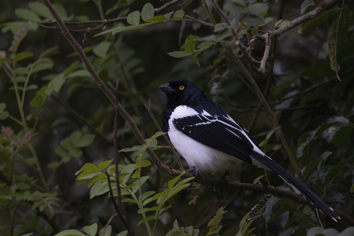Magpie Tanager - ML619971280