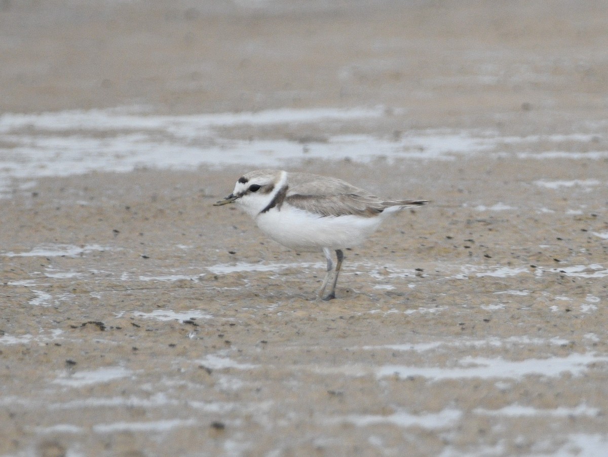 Snowy Plover - ML619971285