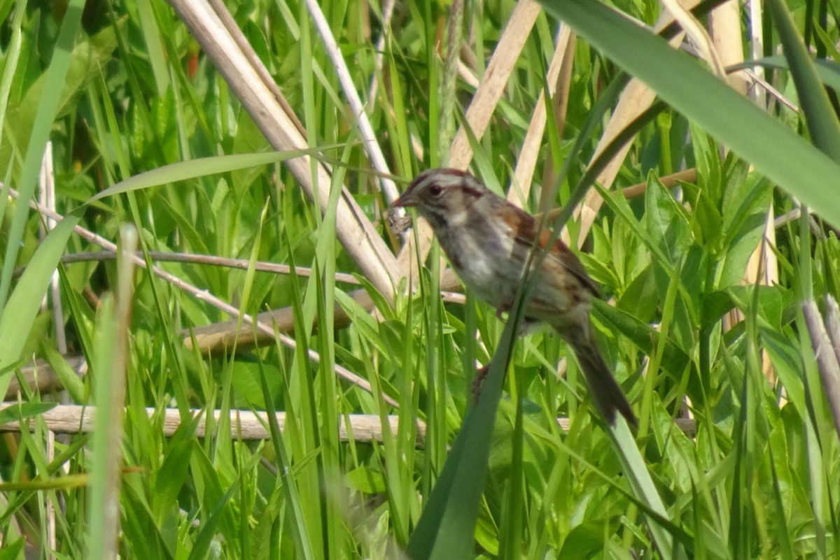 Swamp Sparrow - ML619971290