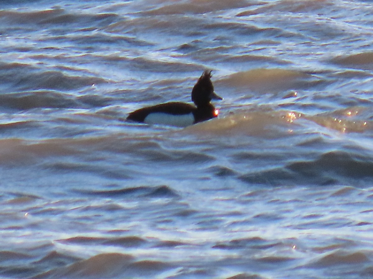 Tufted Duck - ML619971303