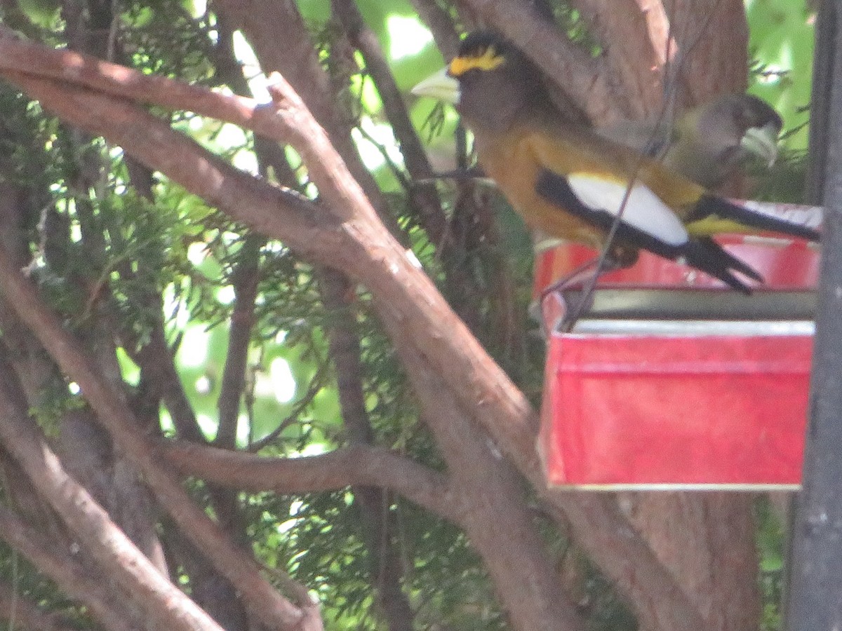 Evening Grosbeak - ML619971304