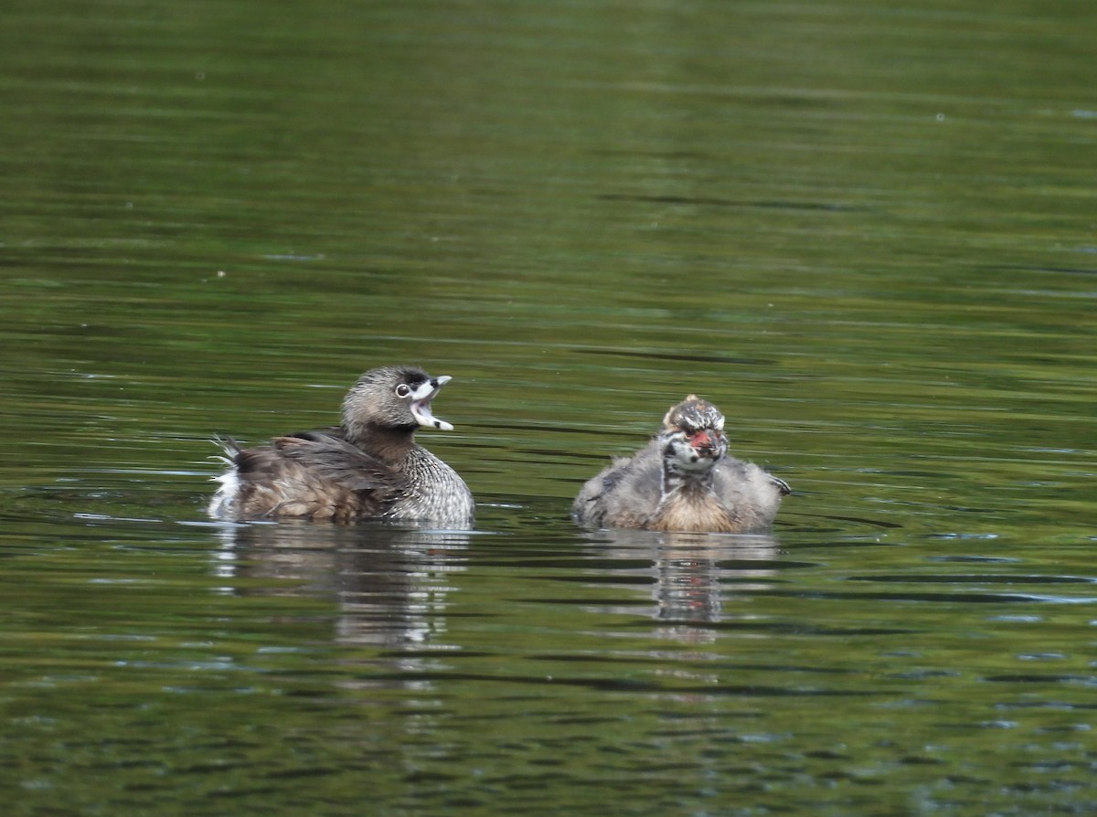 Pied-billed Grebe - ML619971308