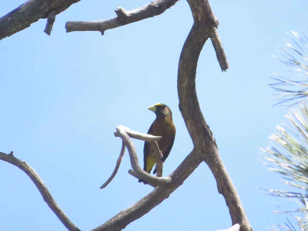 Evening Grosbeak - ML619971319