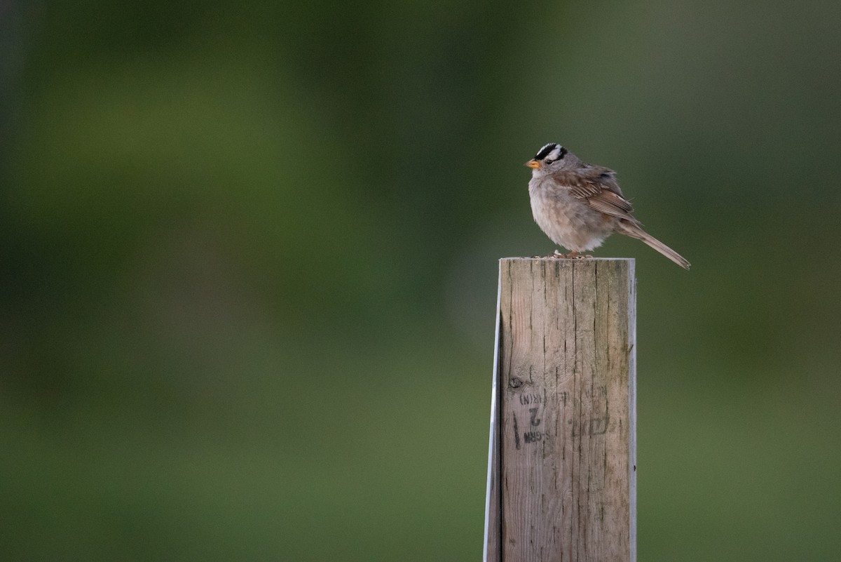White-crowned Sparrow - ML619971325