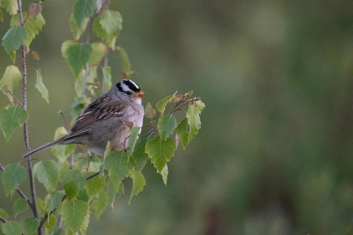 White-crowned Sparrow - ML619971328