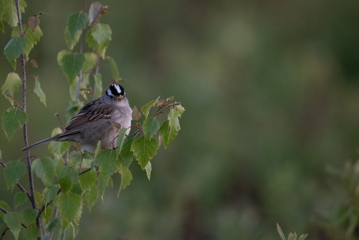 White-crowned Sparrow - ML619971338