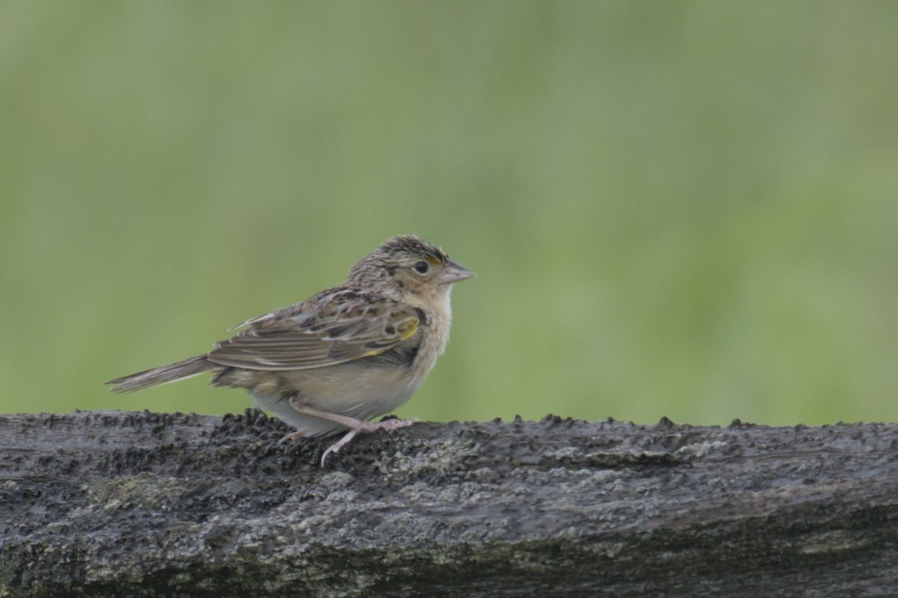 Grasshopper Sparrow - ML619971342