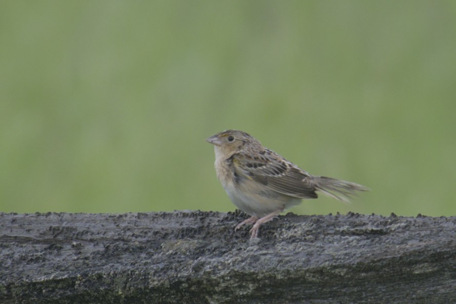 Grasshopper Sparrow - ML619971343