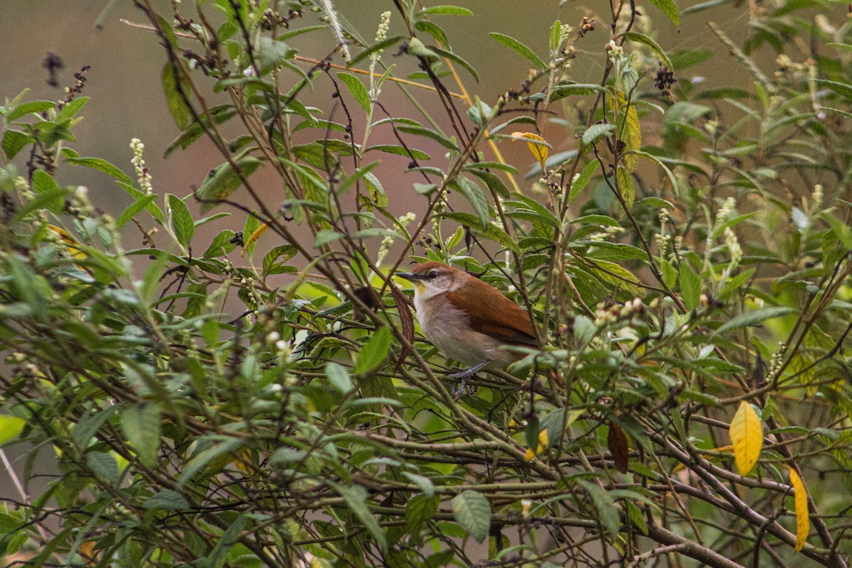 Yellow-chinned Spinetail - ML619971345