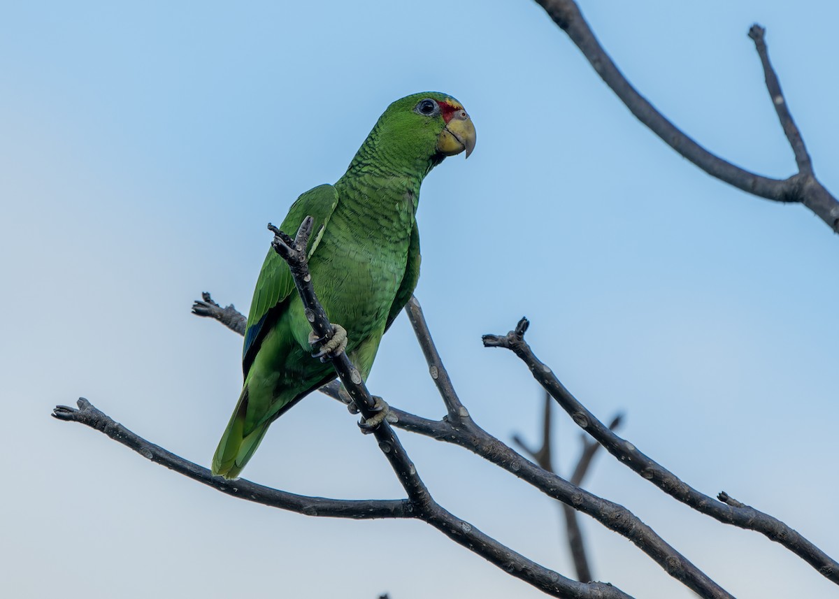 White-fronted Parrot - ML619971370