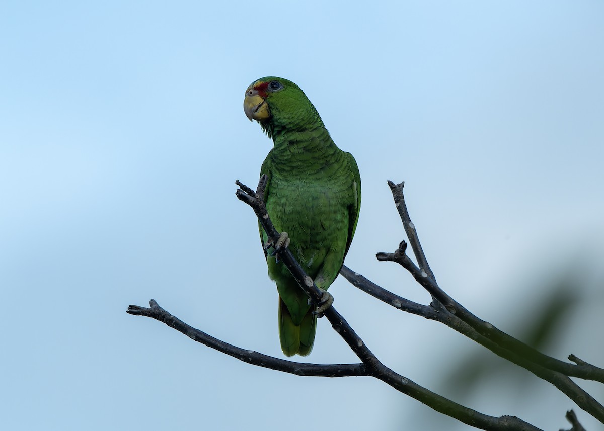 White-fronted Parrot - ML619971371