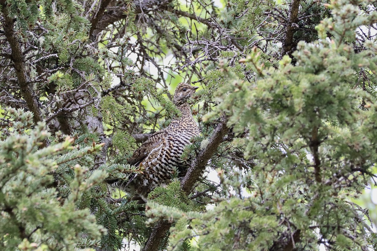 Spruce Grouse - ML619971373