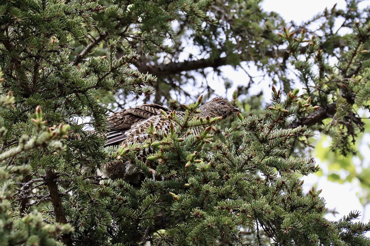 Spruce Grouse - ML619971375