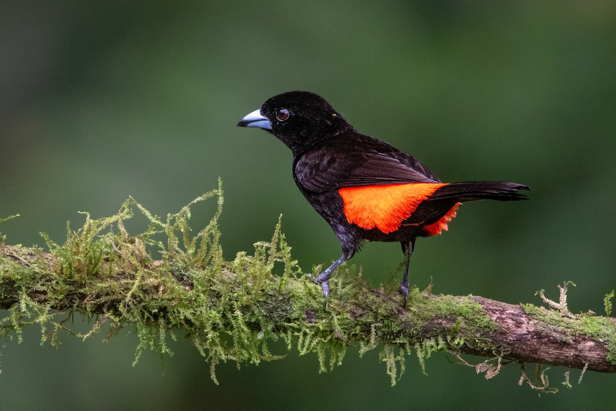 Scarlet-rumped Tanager - ML619971388