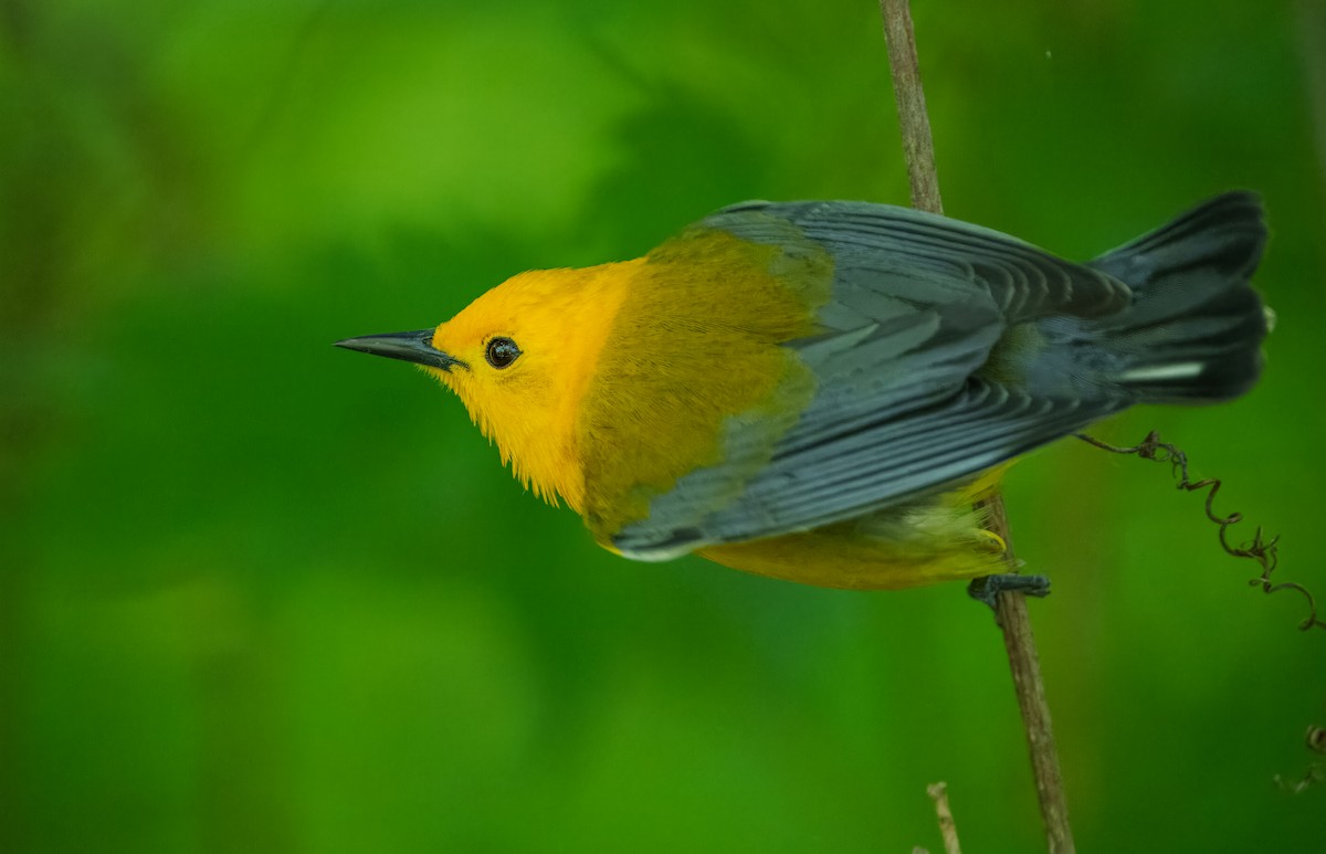 Prothonotary Warbler - ML619971389