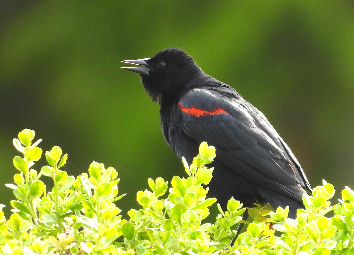 Red-winged Blackbird - ML619971392