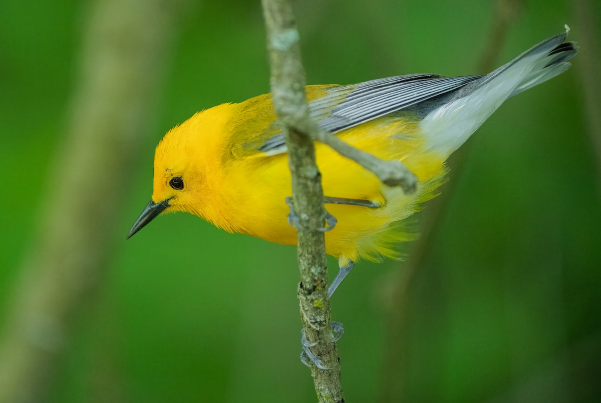 Prothonotary Warbler - ML619971422