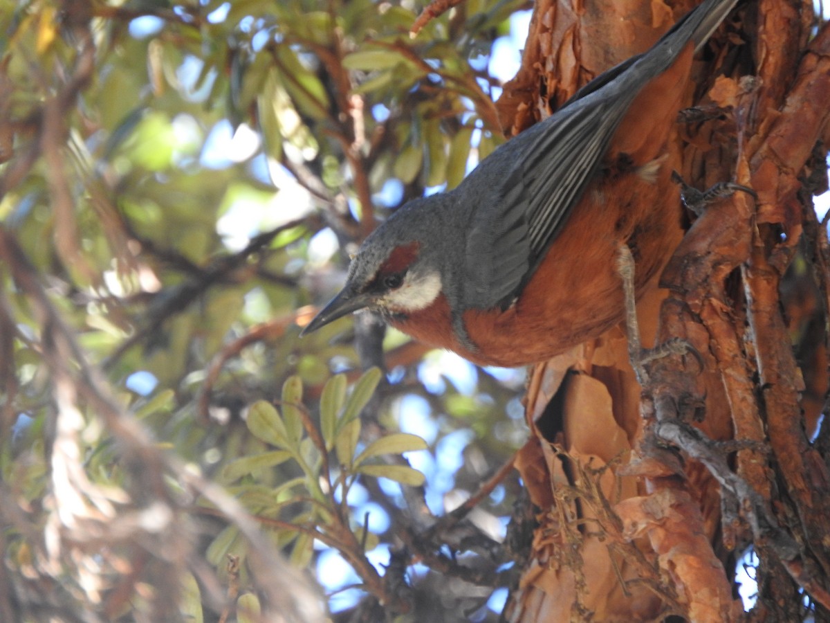 Giant Conebill - ML619971425