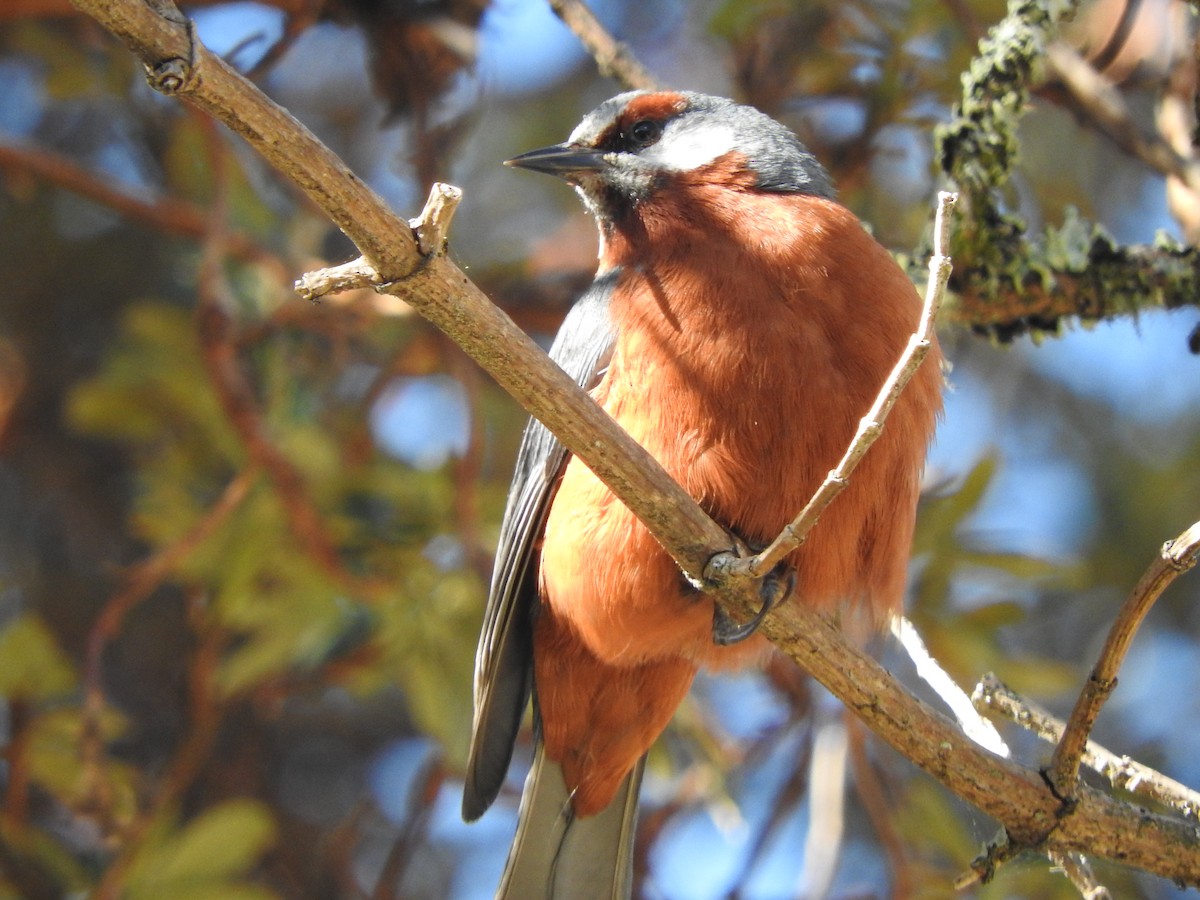 Giant Conebill - ML619971426