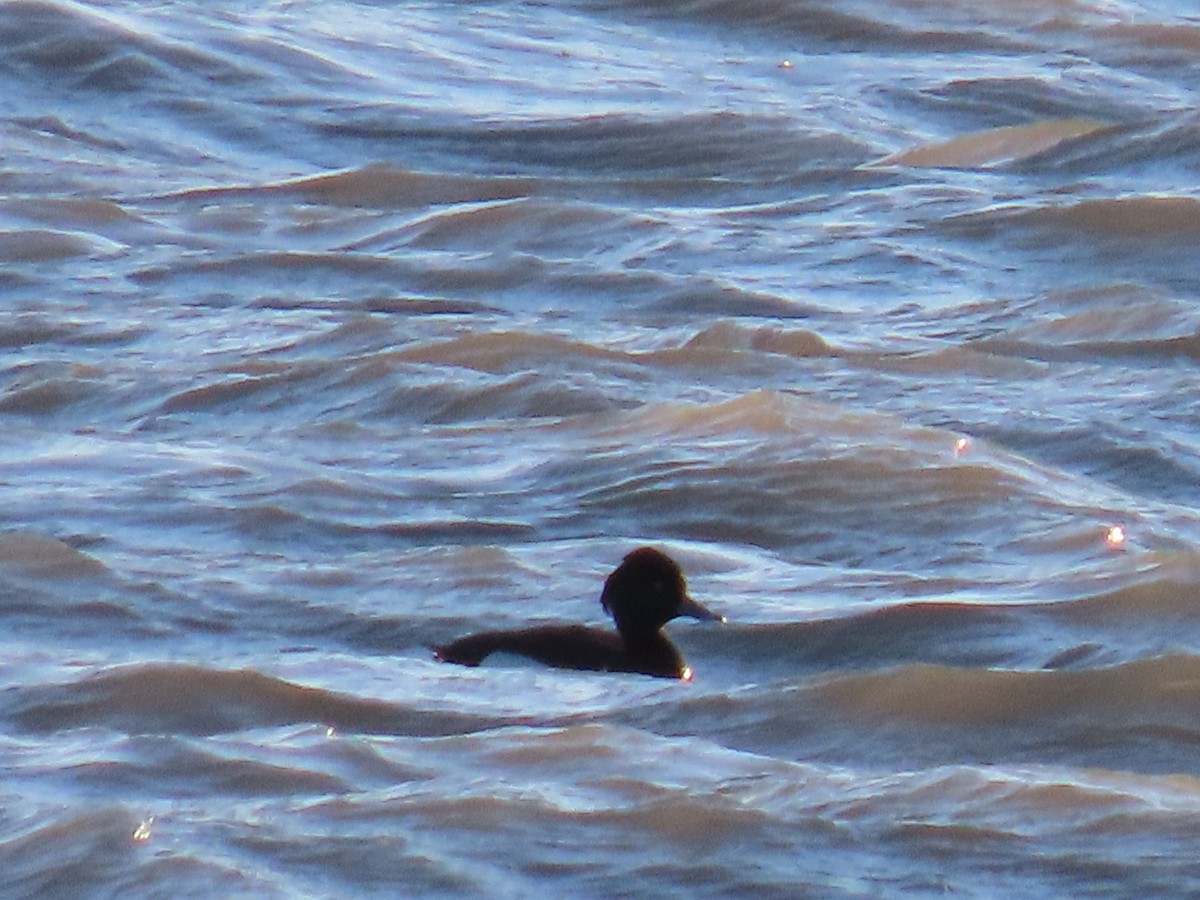 Tufted Duck - ML619971433